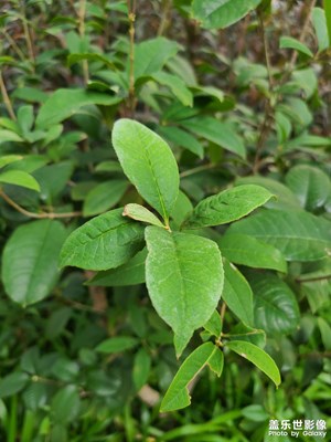 【發(fā)現(xiàn)美的眼睛】+ 樓下的綠化