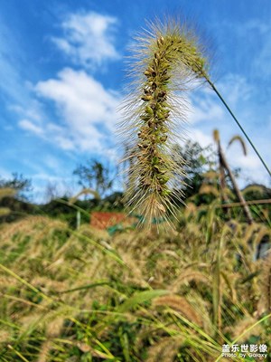 須晴日，看取碧空寥廓。