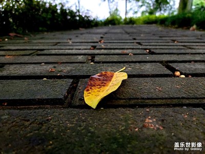 發(fā)現(xiàn)美的眼晴 ——隨拍小景