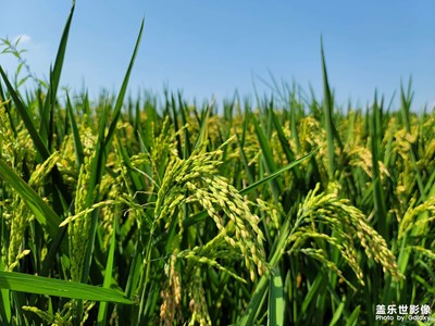 形影不離+收獲的季節(jié)