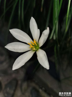 專業(yè)模式和自動場景識別比較