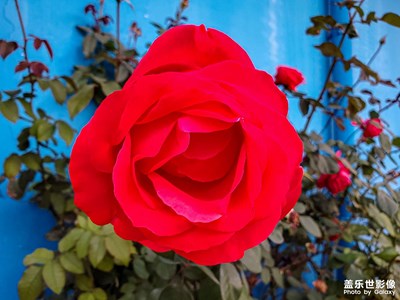 花兒為什么那樣紅