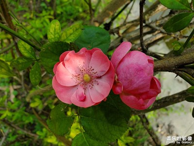 【形影不離】 國(guó)慶的花