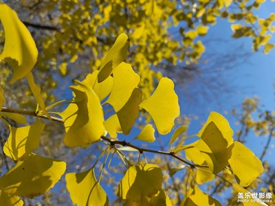 今日照片   公園秋景