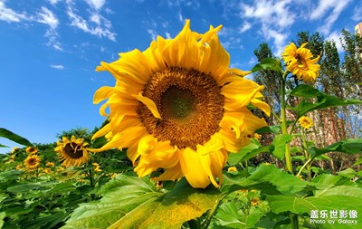 【向日葵田??】沈陽沈北蒲河路超大的向日葵田