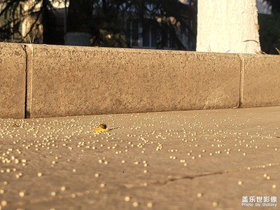 北方工大的秋1??