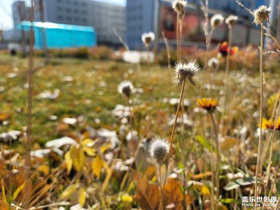 今日照片   秋天