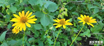 【nice?day】+秋花朵朵