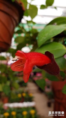 【身邊的美好】 花花草草