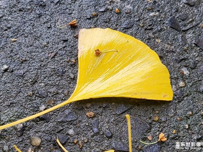 秋天終于來了??