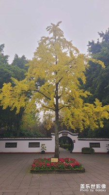 【身邊的美好】+望叢祠看銀杏