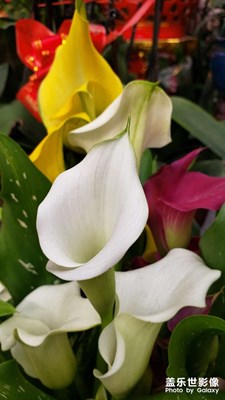 【立冬】 春色滿園