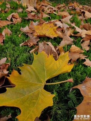 冬來了，落葉開始……