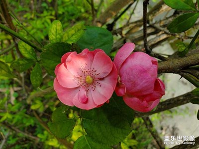 【立冬】+懷戀秋末的花