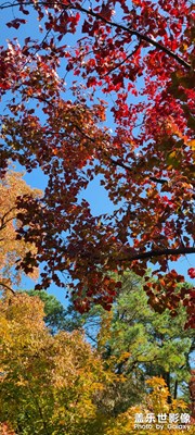 又到一年蘇州天平山打卡時