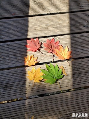 【立冬】+山中獨(dú)守