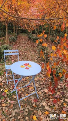 【立冬】+都江堰金陽村紅楓銀杏