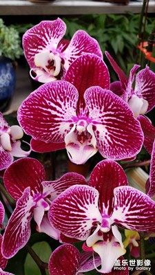 【創(chuàng)意生活】 花兒朵朵開