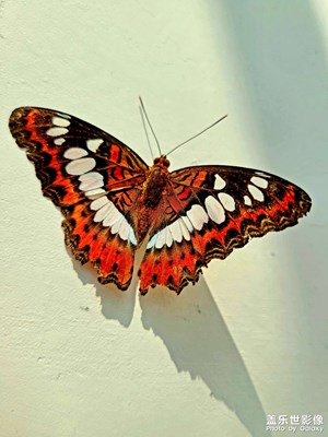 s20+相機怎么拍微距？