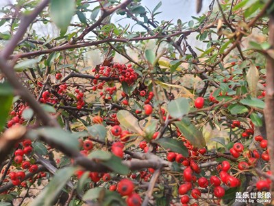 隨拍，不懂拍照