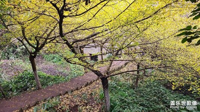 【創(chuàng)意生活】+大邑白巖寺賞銀杏