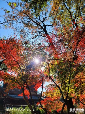 永福禪寺喝杯茶