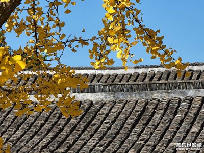 朱家角的銀杏樹