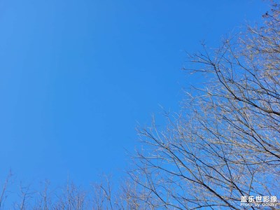 [Galaxy S20 FE] 枝頭