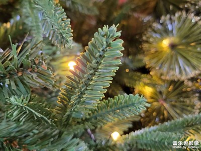 圣誕前夕的花市