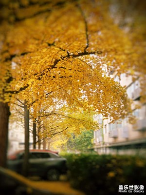 秋韻：銀杏樹葉正黃時(shí)