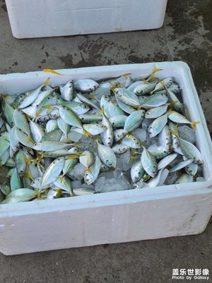 臺山海鮮大餐（1）