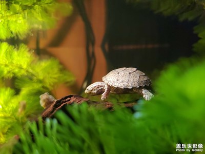 【難忘2021】養(yǎng)龜上路