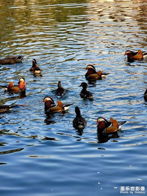 杭州 花港觀魚的冬日
