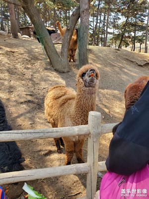 【難忘2021】動物園游