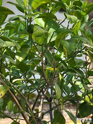 三星Galaxy S21 Ultra 拍照