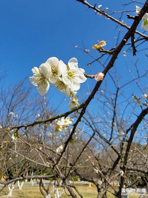 梅花開，含苞待放