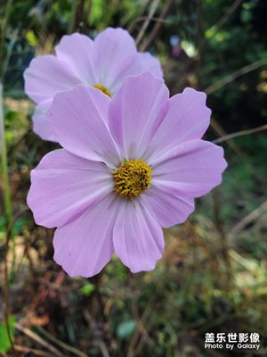 【難忘2021】疫情中的秋色