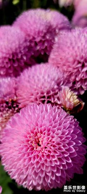 【難忘2021】+菊花美