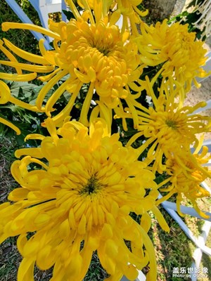 【難忘2021】東湖菊花展