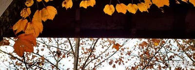 【難忘2021】＋上海金秋