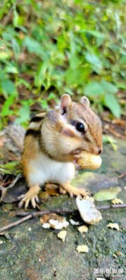 【難忘2021】+小松鼠