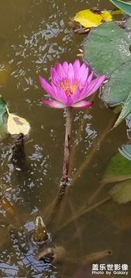 【難忘2021】+ 花之君子