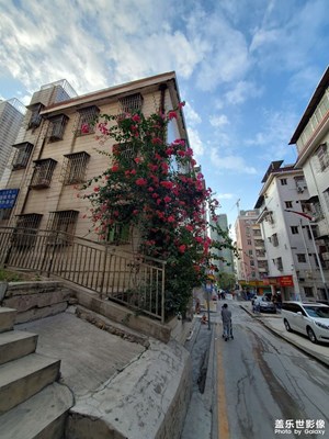 ＃＃很漂亮的花兒＃＃