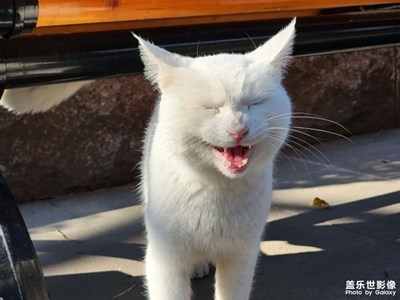 溜達(dá)的路上兩只可愛的貓貓