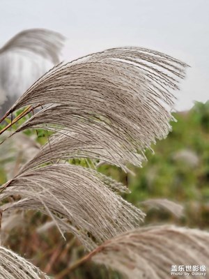 【印象】荻花非蘆花