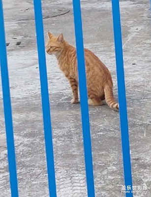 可愛(ài)的貓咪