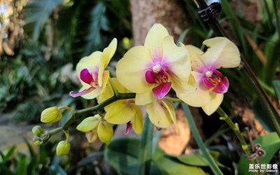 【你好2022】海珠濕地-花溪