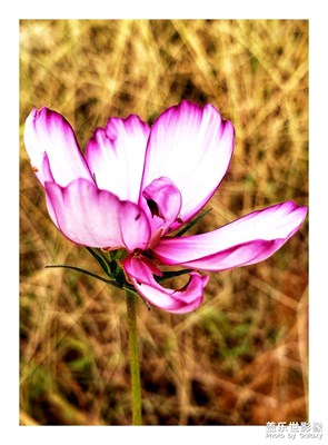 寶刀不老  牛刀小試 N9