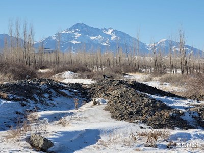 今日照片   手機(jī)打鳥