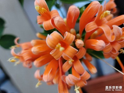 冬天里的花朵